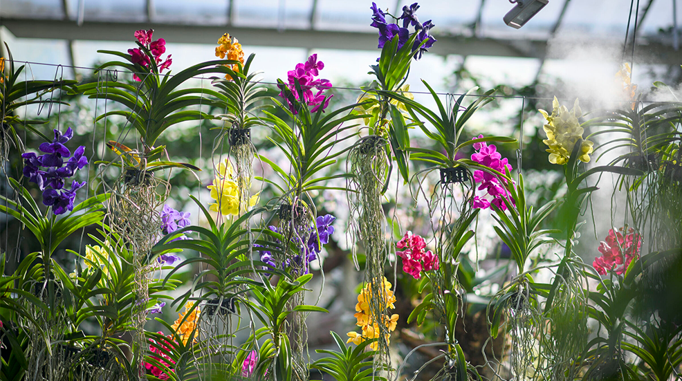 Orchids at Kew Gardens' Orchid Festival